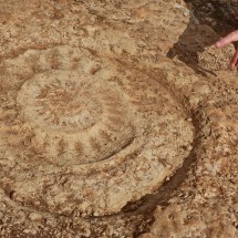 Huge ammonite on the orange trail (diameter approximately 50cm)